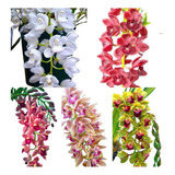 5 Mudas Orquideas Cymbidium Pendentes Rara