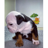 Cachorros Bulldog Inglés Excelente Genética