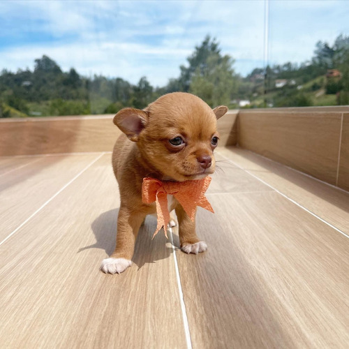 Niña Chihuahua Mini