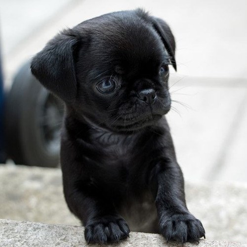 Cachorro Pug Carlino Negro 016