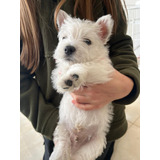 Cachorro West Highland White Terrier! Westie Ultimo Ejemplar