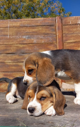 Cachorros Beagles Tricolor Con Pedigree.entrega Mayo 2024