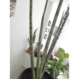 Sansevieria Cilíndrica O Tubular 