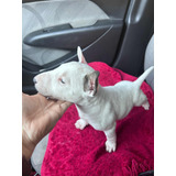 Filhotes Com Pedigree E Microchip **** De Bull Terrier Stan