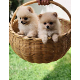 Cachorros Pomerania Mini