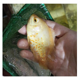 Peixe Oscar Albino Red Tiger 9/10 Cm