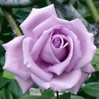 Rosal Trepador Europeo No Semilla Color Lila 35 Cm Aprox  | Meses sin interés