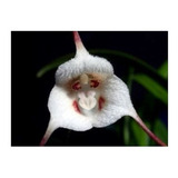 Orquídea Dracula Lotax - Cara De Macaco Adulta - Com Mudas!!