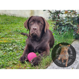 Cachorros Labrador Chocolate Hembras Y Machos, 100% Puros (