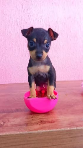 Pinscher Filhotes Com Pedigree 