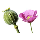 300 Semillas De Amapola Mammoth (papaver Somniferum), La Ama