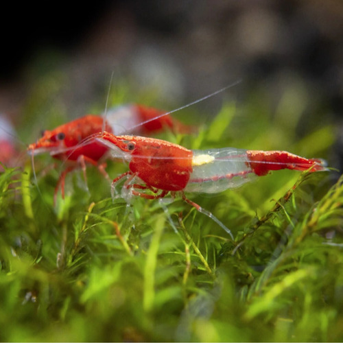 5x Camarón De Acuario Neocaridinas Red Rilli