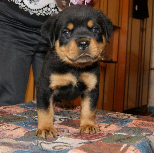 Extraordinario Rottweiler Gran Pedigri Chip Garantía Dvida