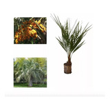 Palmeira Butiá Frutífera E Ornamental 04 Mudas 10 A 35 Cm