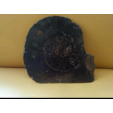 Ammonite Fósil