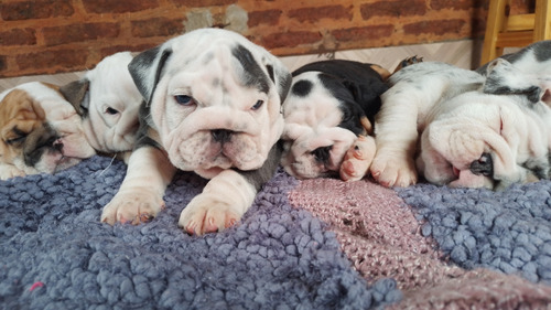 Bulldog Ingles Cachorros Con Pedigree 