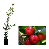 Kit C/ 4 Mudas Formadas P/ Pomar:acerola Jabuticabas E Uvaia