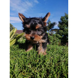 Yorkshire Terrier (perros De Raza)