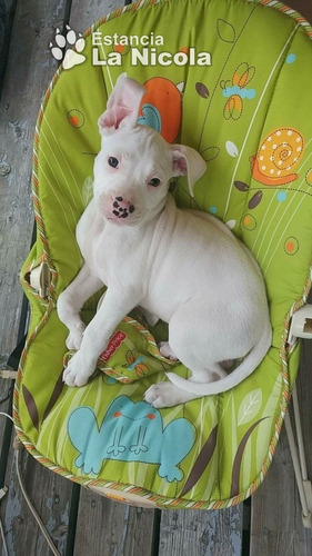 Cachorro Dogo Argentino 9