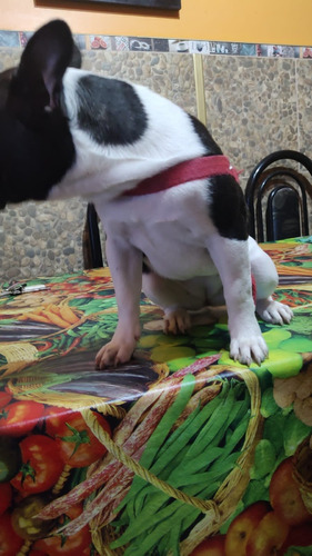 Bulldog Frances Hembra 5 Meses 