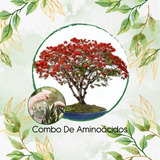 Combo De Aminoácidos Concentrado Para Bonsái Acacia Roja