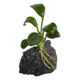 Anubia Nana Petite Planta Natural Acuario 1 Rizoma 5 Hojas