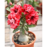  Adenium Rosa Del Desierto Rose