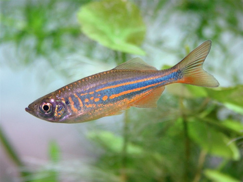 Pez Danio Malabarico