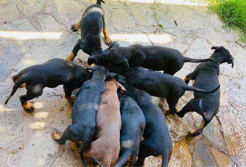 Cachorros Dóberman