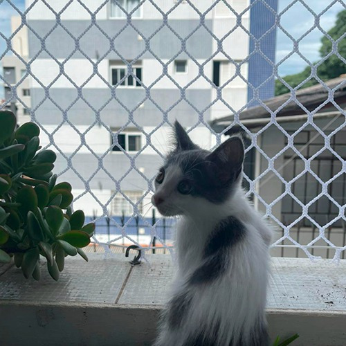 Kit De Tela E  Redes De Proteção Malha 3x3 Até 25 M² P/gatos