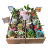 Kit De 20 Sucus Y Cactus 