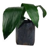 Aspidistra