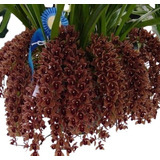 Orquídea Cor Chocolate - Cymbidium Dorothy Stockstill 