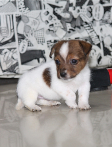 Jack Russell Terrier , Disponible Machos Y Hembras Actual 