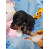  Perros Salchichas Dachshund Kaninchen 