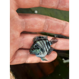 Peixe Papagaio Blue Saphire 