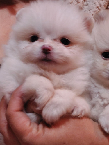 Cachorros Pomerania Entrega Inmediata 