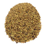 Alfafa Crioula / Medicago Sativa - 10 Kg De Sementes