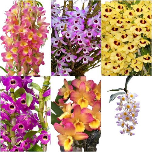 6 Mudas Orquídea Dendrobium Nobile Rosa*(olhos De Boneca)*