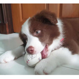 Cachorros Border Collie Hembras Color Chocolate Garantizadas