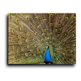 Cuadro Decorativo Canvas Animal Pavo Real Color Textura60*80