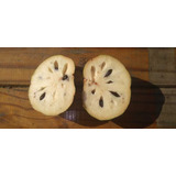 Semillas De La Fruta Chirimoya X20 Unidades