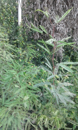 Algarrobo Blanco Arbol(prosopis Alba)