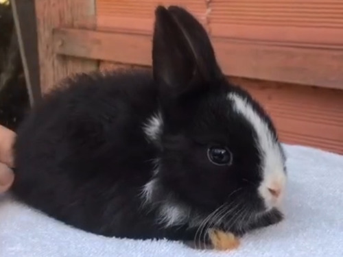 Mini Coelho - Filhote Netherland Dwarf 