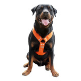 Pechera Reforzada Resiste Rottweiler ,mastin, Dogo, Pitbull