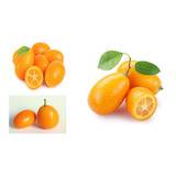 Arbolito Naranjo Enano Naranja China Kumquat Nagami Conenvio