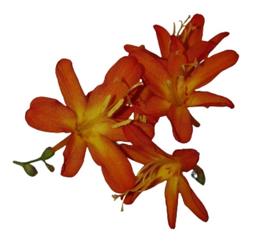 2 Semillas Rizomas -crocosmia-bulbos- Jardin