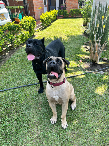 Cachorros Canecorsos, Padres Importados Con Pedigree