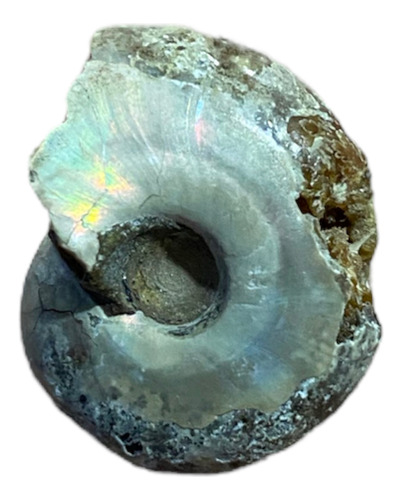 Ammonite/ammonita Fosil Autentica De Colección Ujm