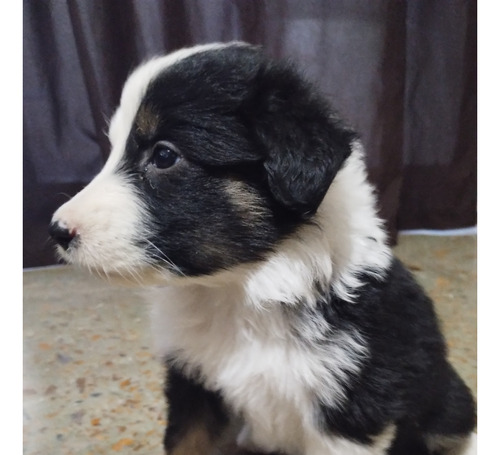 Cachorro Border Collie 